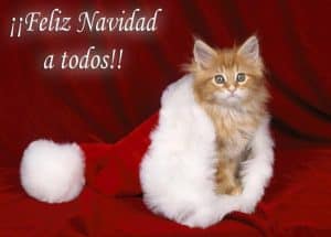 107 Felicitaciones de Navidad para Compartir y Felicitar (Postales)